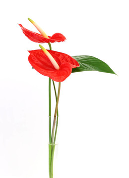 紅掌