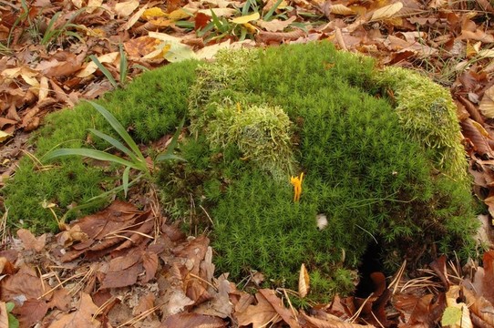 苔蘚