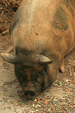 樹(shù)林里的豬