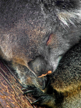 動物- Koala
