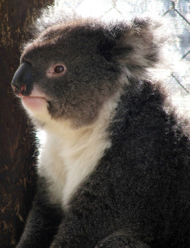 動物- Koala