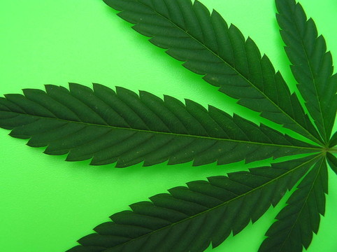 大麻葉