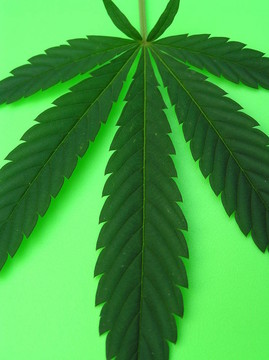 大麻葉