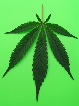 大麻葉
