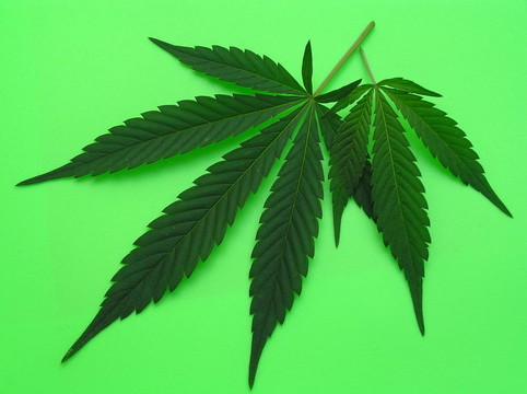 兩種大麻的葉子