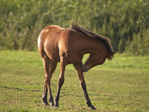 小馬駒