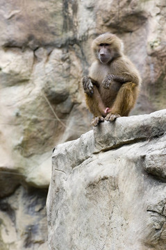 Wet Baboon