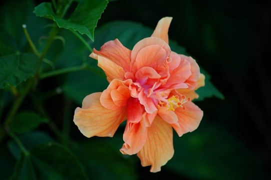 桃花芙蓉