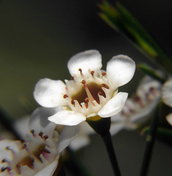 花- Geraldton Wax