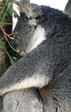 動(dòng)物- Koala