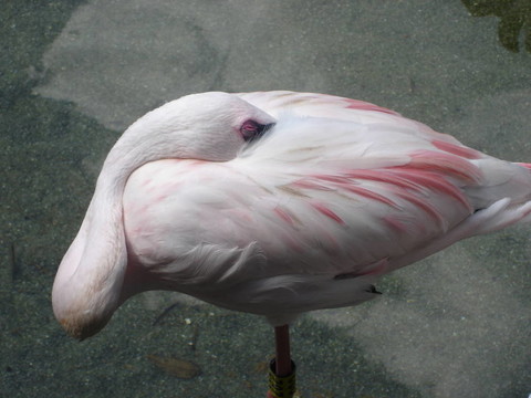 火烈鳥休息