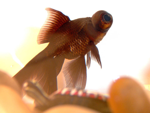 魚