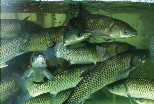 魚缸里的魚