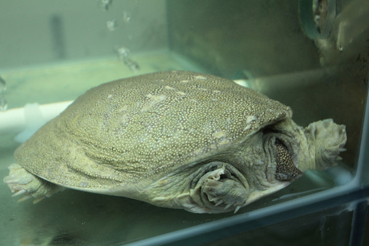 鱉