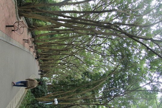 公園景觀