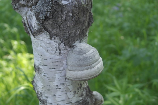 白樺樹
