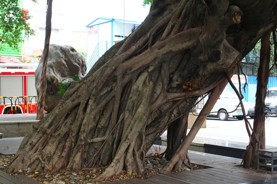 榕樹(shù)根