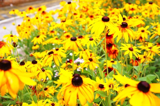 波斯菊