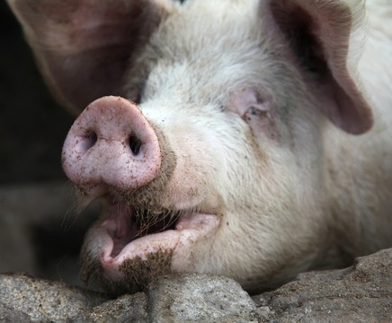 家畜 肉豬
