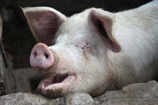 家豬 飼養(yǎng)