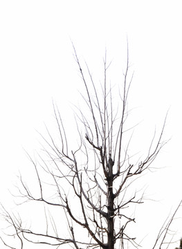 枯樹(shù)枝