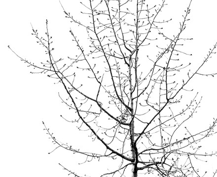 樹枝剪影