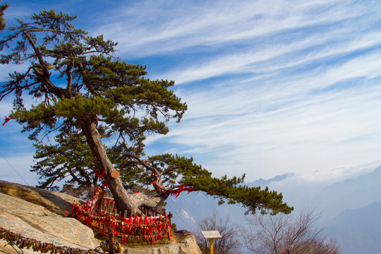 華山松