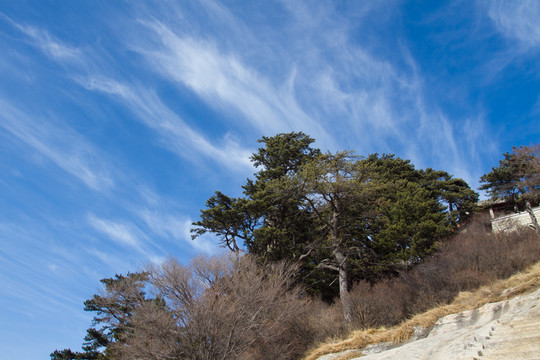 華山松 華山東峰