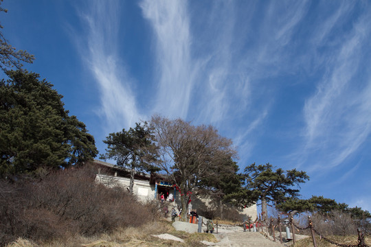 華山松 華山東峰
