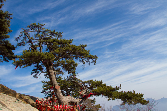 華山松