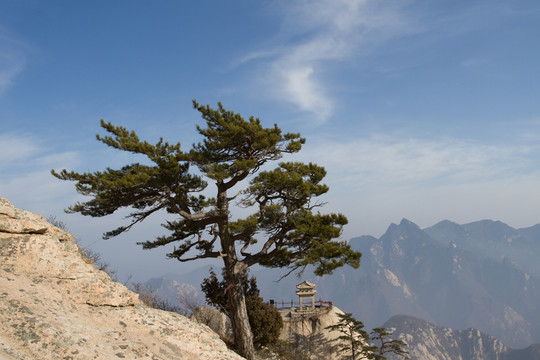 華山松 華山東峰