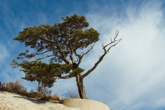 華山松