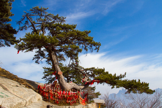 華山松