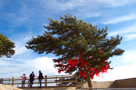 華山松 華山東峰