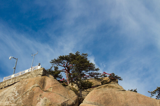 華山松 華山東峰