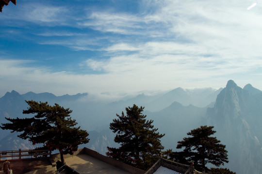 華山松 華山東峰