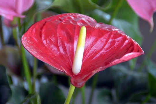 紅掌花