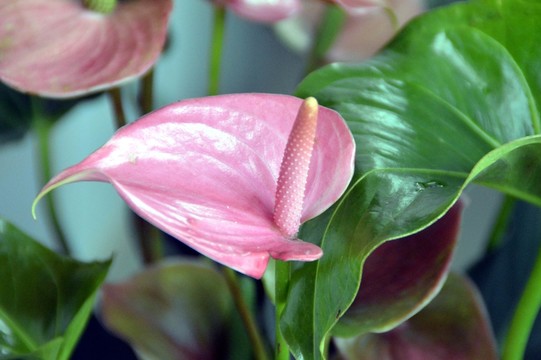 紅掌花