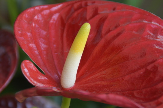 紅掌花