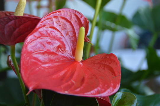 紅掌花
