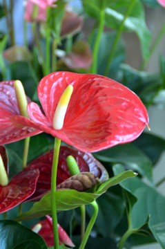 紅掌花