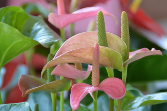 紅掌花