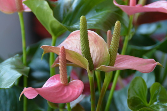 紅掌花