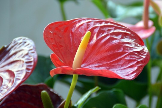 紅掌花