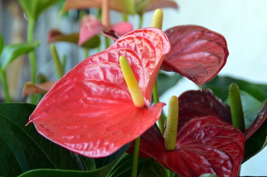 紅掌花