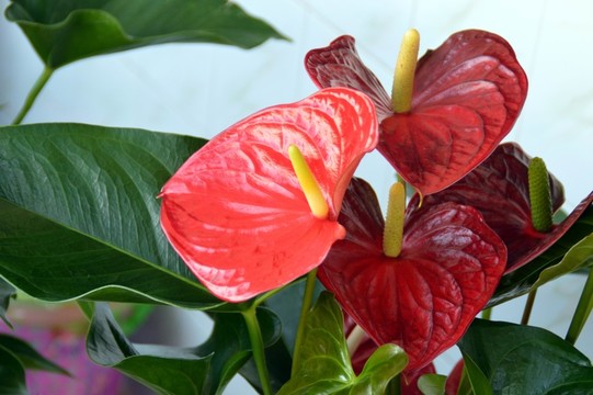紅掌花