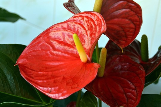 紅掌花