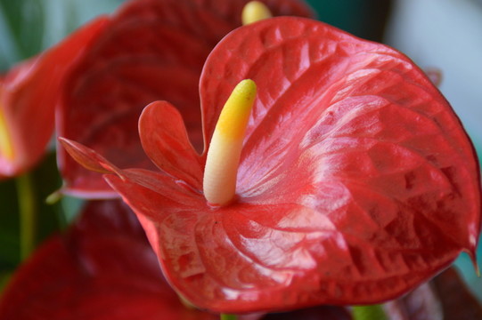 紅掌花