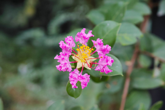 紅花黃蕊