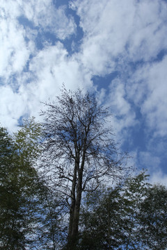 藍(lán)天大樹